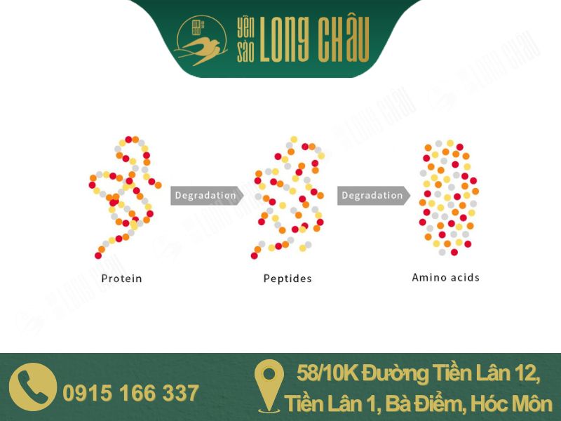 Hình sơ đồ công nghệ thủy phân enzyme và chữ