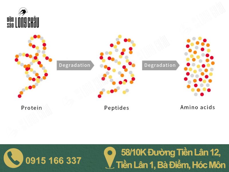 Hình ảnh sơ đồ thủy phân enzyme và chữ